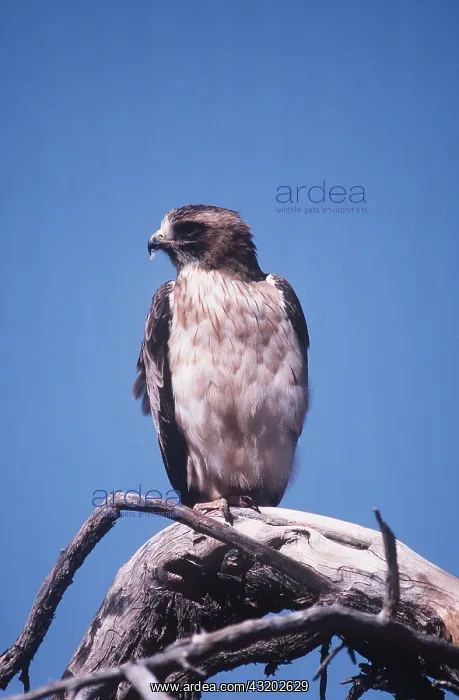 : BOOTED EAGLE - perched on tree trunk : BOOTED EAGLE - perched on tree trunk