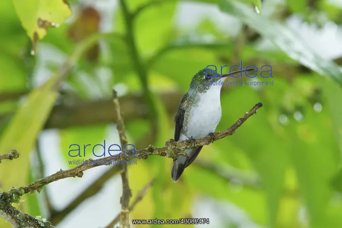 : Booted Racket-tail : Booted Racket-tail