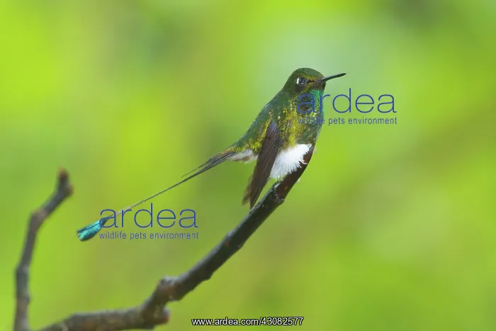 : Booted Racket-tail : Booted Racket-tail
