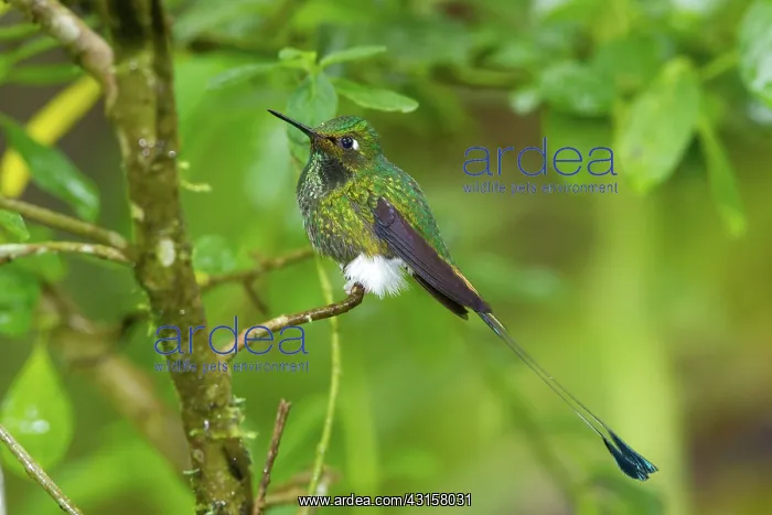 : Booted Racket-tail : Booted Racket-tail