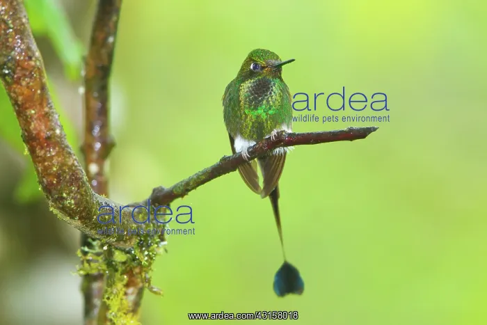 : Booted Racket-tail Hummingbird : Booted Racket-tail Hummingbird