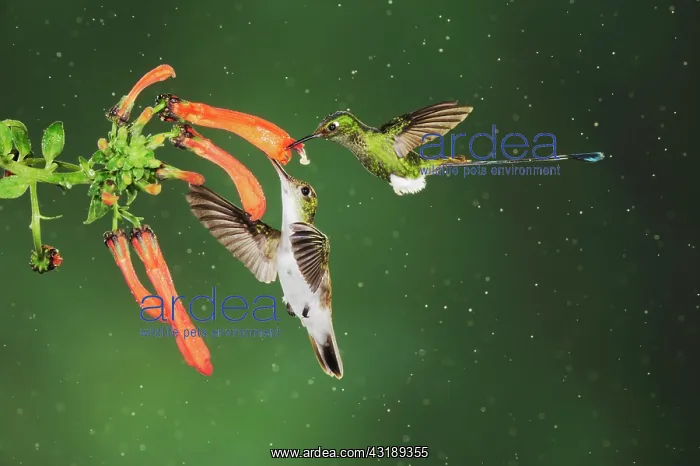 : Booted Racket-tail (Ocreatus underwoodii) and Andean : Booted Racket-tail (Ocreatus underwoodii) and Andean