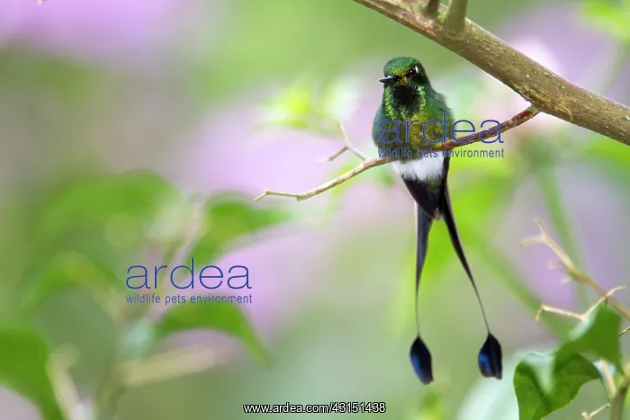 : Booted Racket-tail (Ocreatus underwoodii) male on : Booted Racket-tail (Ocreatus underwoodii) male on