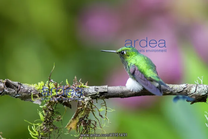 : Booted Racket-tail (Ocreatus underwoodii) male on : Booted Racket-tail (Ocreatus underwoodii) male on