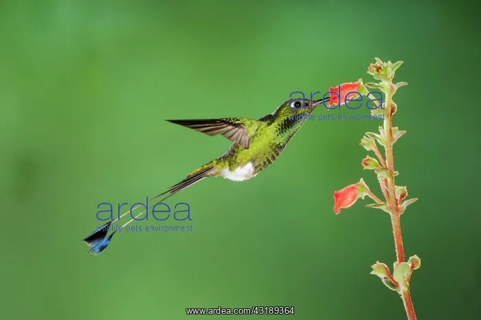 : Booted Racket-tail (Ocreatus underwoodii), male : Booted Racket-tail (Ocreatus underwoodii), male
