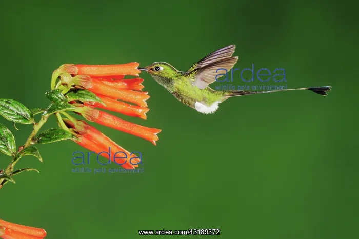 : Booted Racket-tail (Ocreatus underwoodii), male : Booted Racket-tail (Ocreatus underwoodii), male