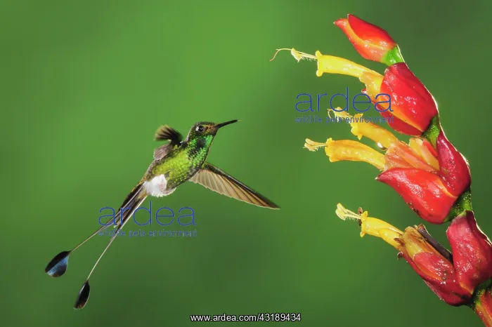 : Booted Racket-tail (Ocreatus underwoodii), male : Booted Racket-tail (Ocreatus underwoodii), male