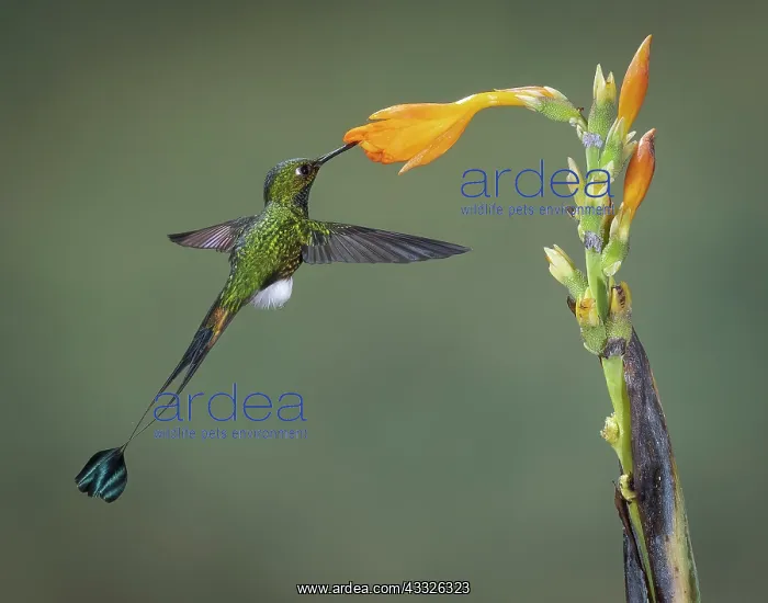 : Booted Rackettail (Ocreatus underwoodii) feeding : Booted Rackettail (Ocreatus underwoodii) feeding