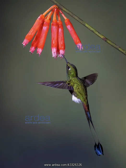 : Booted Rackettail (Ocreatus underwoodii) feeding : Booted Rackettail (Ocreatus underwoodii) feeding