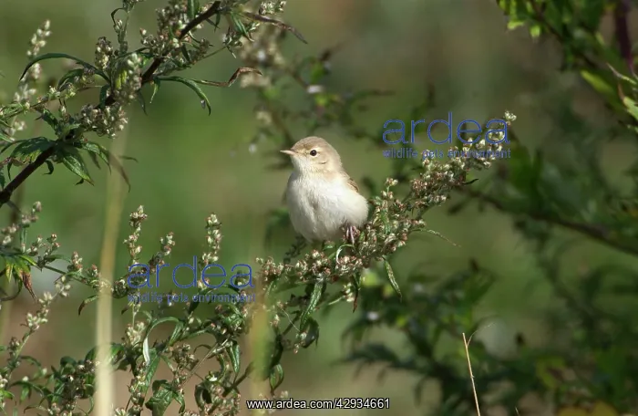: Booted Warbler : Booted Warbler