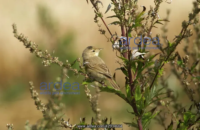 : Booted Warbler : Booted Warbler