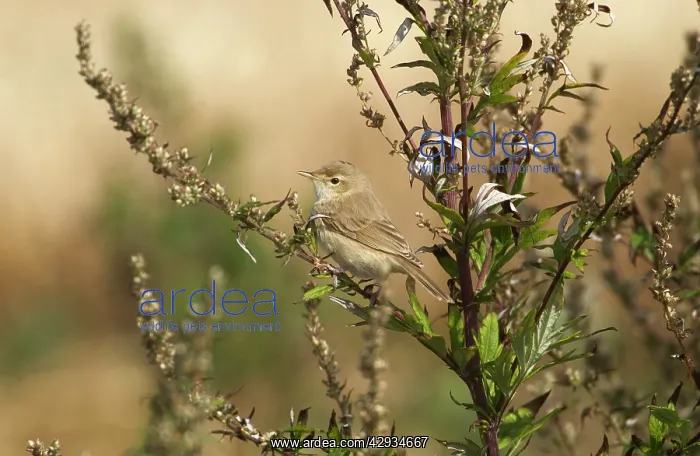 : Booted Warbler : Booted Warbler