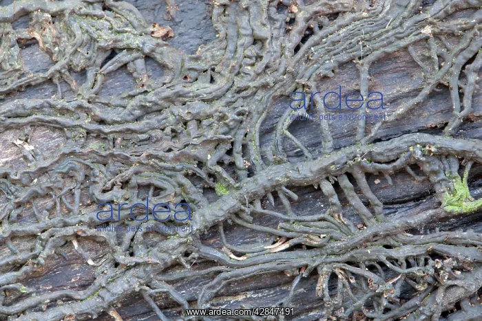 : Bootlaces of Honey Fungus : Bootlaces of Honey Fungus