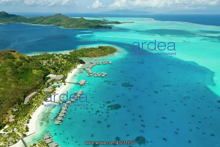 : Bora Bora, French Polynesia. Bora Bora Nui : Bora Bora, French Polynesia. Bora Bora Nui