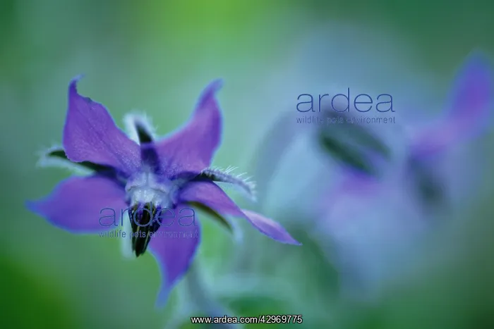 : Borage, Borago officinalis : Borage, Borago officinalis