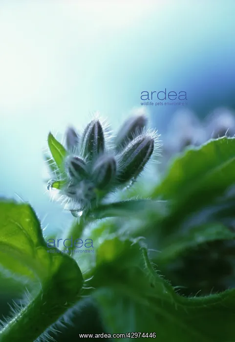 : Borage, Borago officinalis : Borage, Borago officinalis