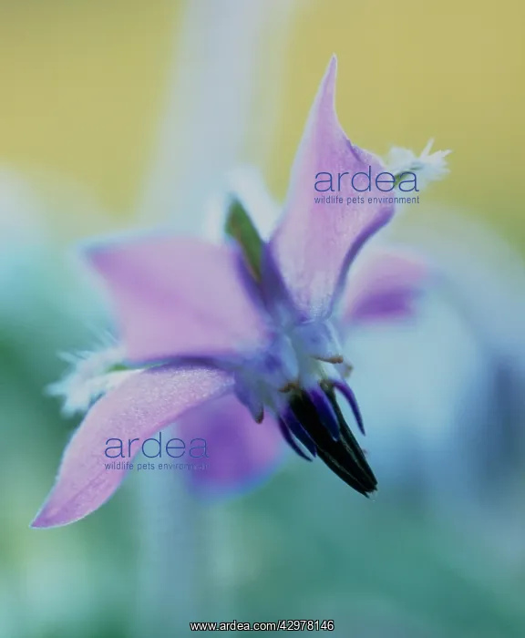 : Borage, Borago officinalis : Borage, Borago officinalis