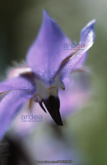 : Borage, Borago officinalis : Borage, Borago officinalis
