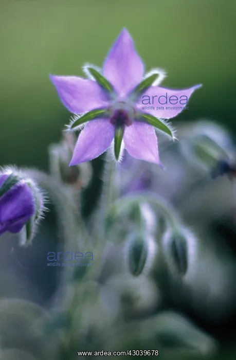 : Borage, Borago officinalis : Borage, Borago officinalis