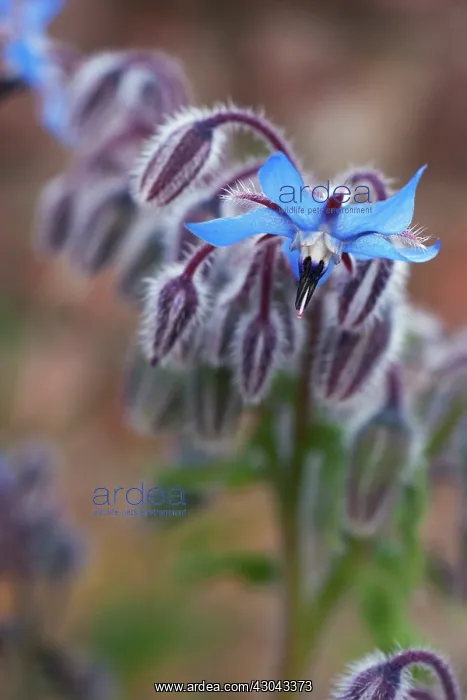 : Borage, Borago officinalis : Borage, Borago officinalis