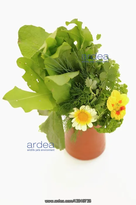 : Borage. Leaves of Borage, Borago officinalis in pot together with Nasturtium, Coriander : Borage. Leaves of Borage, Borago officinalis in pot together with Nasturtium, Coriander