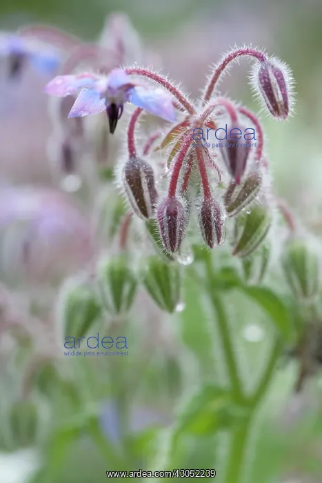 : Borage, Borago officinalis : Borage, Borago officinalis