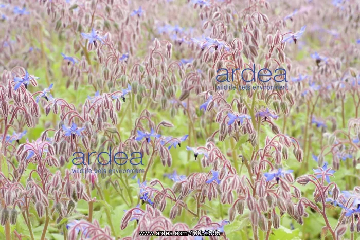 : Borage, Borago officinalis : Borage, Borago officinalis