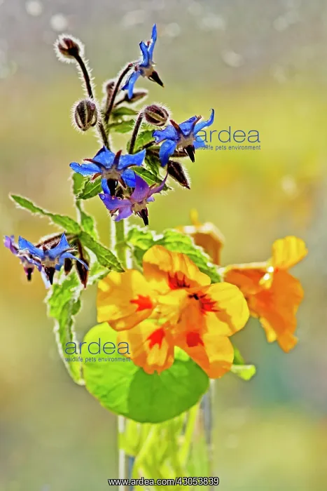 : Borage and Nasturtium in glass container in front of window : Borage and Nasturtium in glass container in front of window