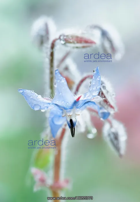 : Borage, Borago officinalis : Borage, Borago officinalis