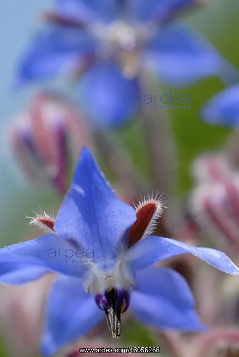 : Borage, Borago officinalis : Borage, Borago officinalis