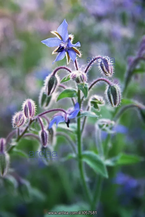 : Borage, Borago officinalis : Borage, Borago officinalis