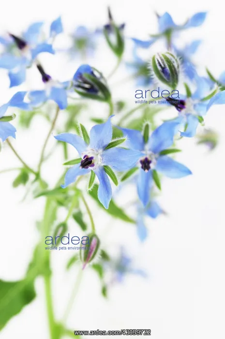 : Borage, Borago officinalis : Borage, Borago officinalis