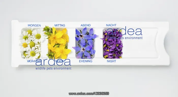 : Borage, Borago officinalis : Borage, Borago officinalis