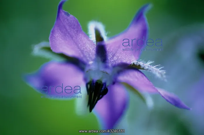 : Borage, Borago officinalis : Borage, Borago officinalis