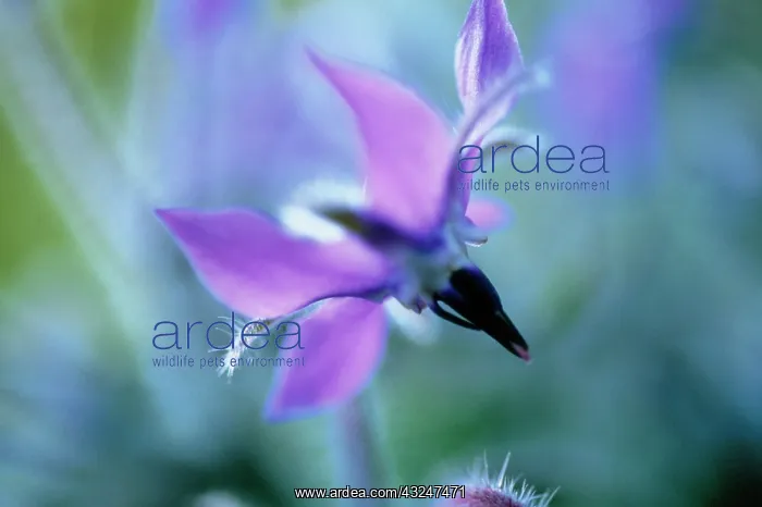 : Borage, Borago officinalis : Borage, Borago officinalis