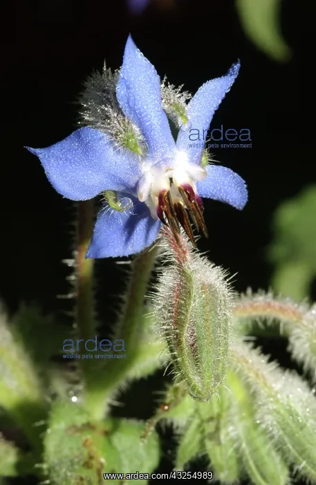 : Borage (Borago officinalis), an annual flower with a long blooming season : Borage (Borago officinalis), an annual flower with a long blooming season