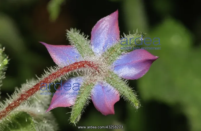 : Borage (Borago officinalis), an annual flower with a long blooming season : Borage (Borago officinalis), an annual flower with a long blooming season
