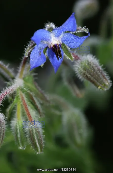 : Borage (Borago officinalis), an annual flower with a long blooming season : Borage (Borago officinalis), an annual flower with a long blooming season
