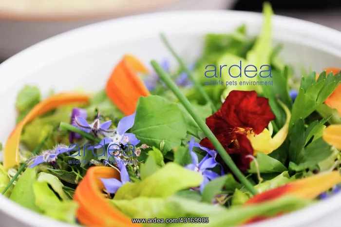 : Borage, Borago officinales, Nasturtium, Day Lily, Hermerocal : Borage, Borago officinales, Nasturtium, Day Lily, Hermerocal