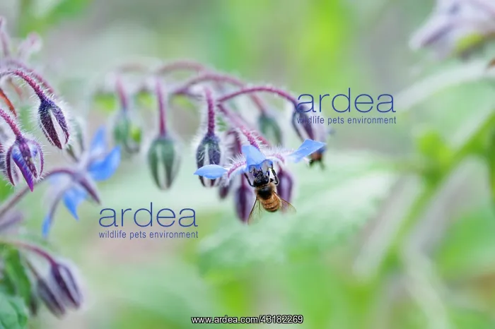 : Borage, Borago officinalis, Close view of some sprays : Borage, Borago officinalis, Close view of some sprays