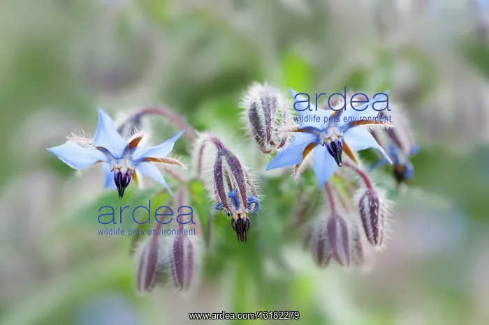 : Borage, Borago officinalis, Close view of some sprays : Borage, Borago officinalis, Close view of some sprays