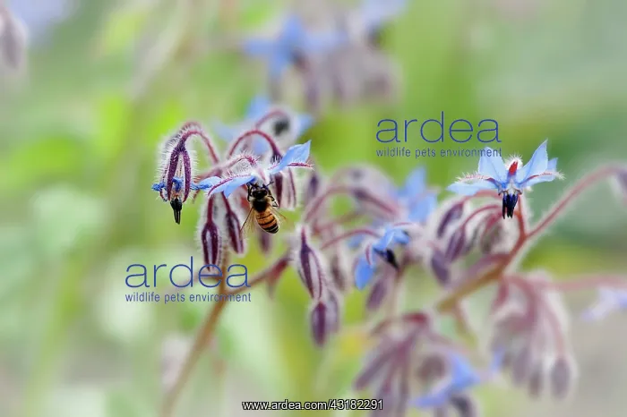 : Borage, Borago officinalis, Close view of some sprays : Borage, Borago officinalis, Close view of some sprays