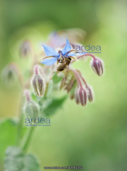 : Borage, Borago officinalis, Close view of some sprays : Borage, Borago officinalis, Close view of some sprays