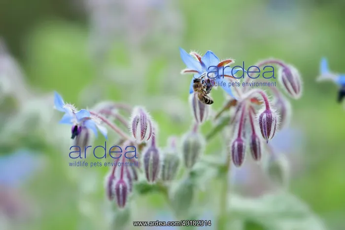 : Borage, Borago officinalis, Close view of some sprays : Borage, Borago officinalis, Close view of some sprays