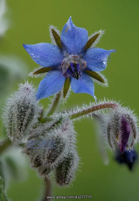 : Borage, Borago officinalis, in flower on misty : Borage, Borago officinalis, in flower on misty