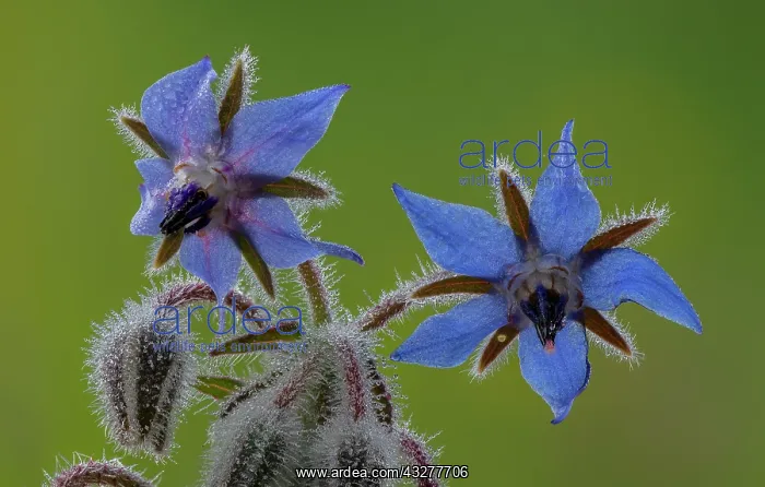 : Borage, Borago officinalis, in flower with morning : Borage, Borago officinalis, in flower with morning