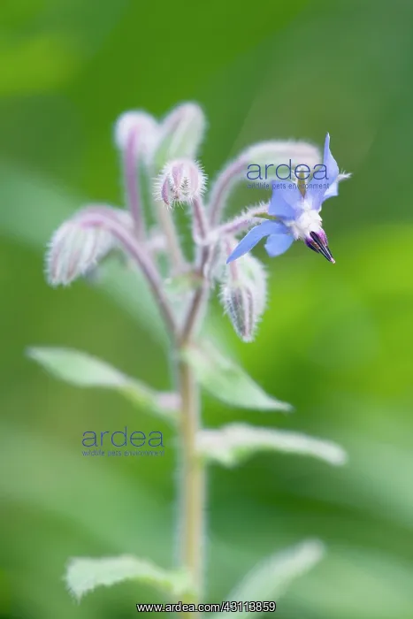  : Borage, Borago officinalis, One open blue flower