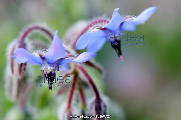 : Borage, Borago offinalis, Close up of two blue coloured flow : Borage, Borago offinalis, Close up of two blue coloured flow