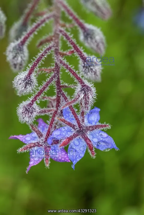 : Borage - Floewr in Dew - UK : Borage - Floewr in Dew - UK