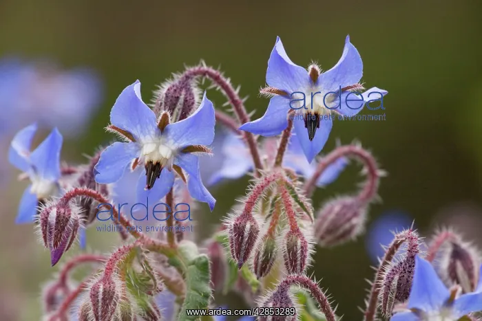 : Borage - in flower : Borage - in flower